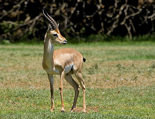 Mountain gazelle